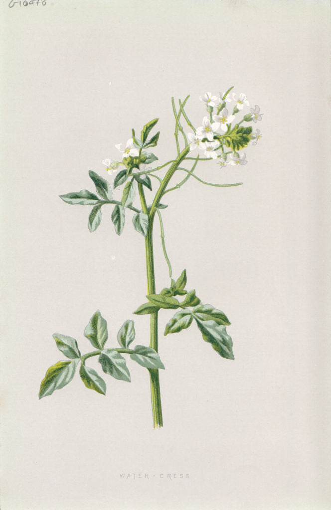 FLOWERS. Water-Cress c1895 old antique vintage print picture